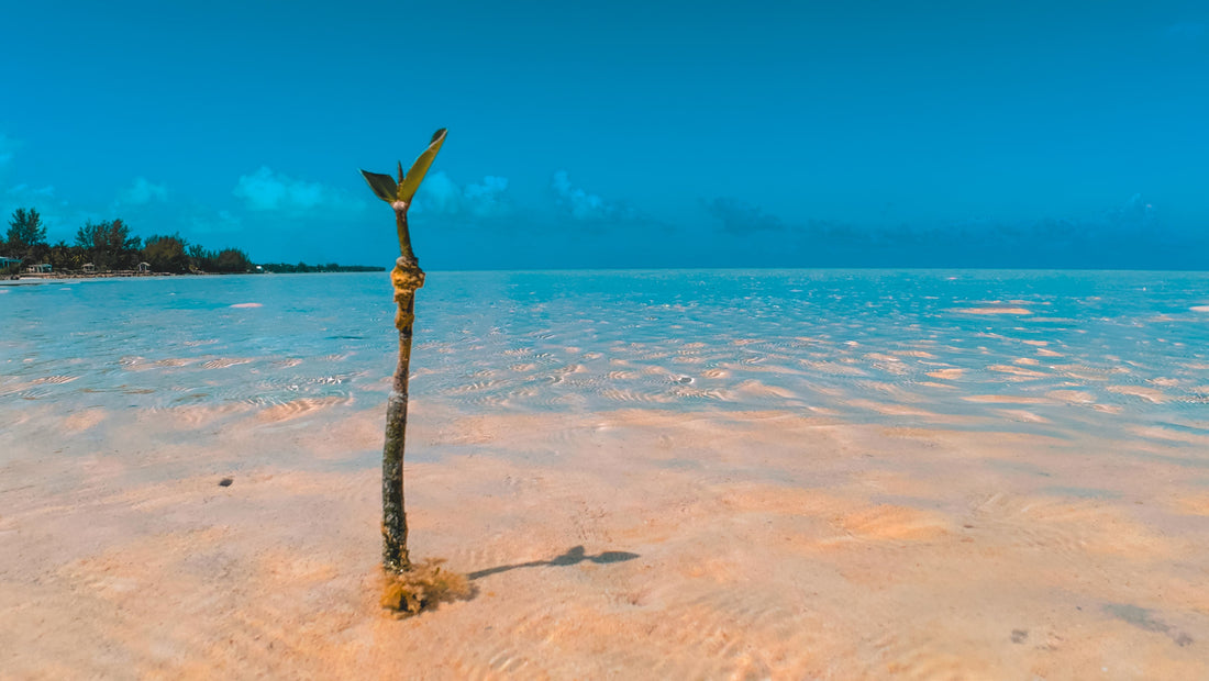 A Safe Space for Healing, Manifesting, and Starting Over